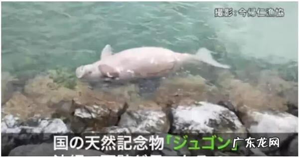 人鱼血 《人鱼伤痕》