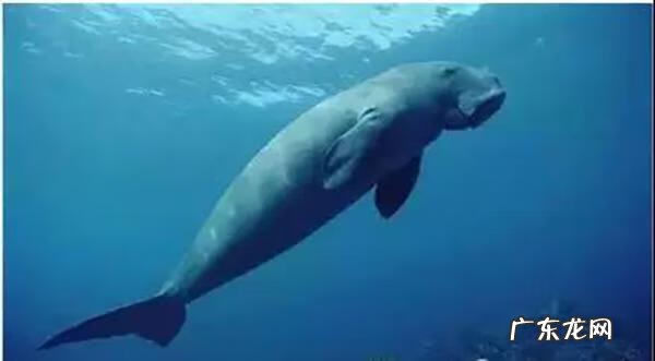 人鱼血 《人鱼伤痕》