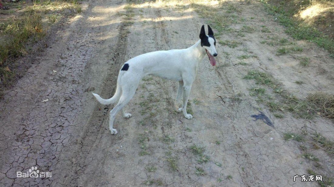 灵缇犬缺点 灵缇狗狗