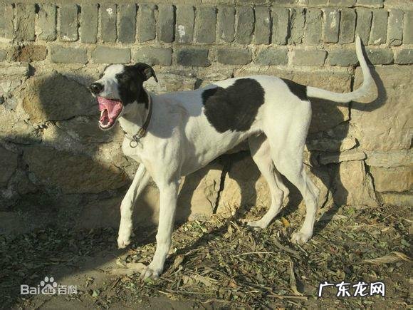 灵缇犬缺点 灵缇狗狗