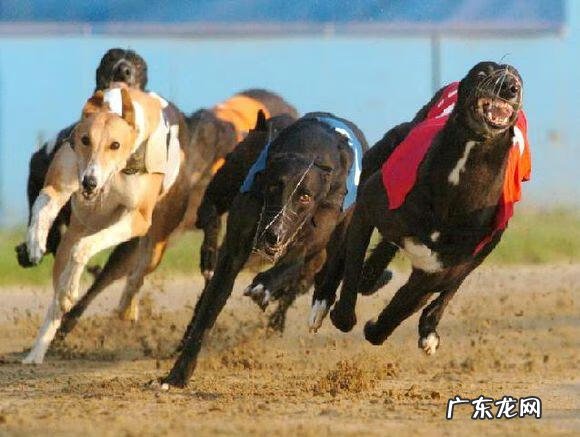 灵缇犬缺点 灵缇狗狗