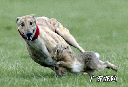 灵缇犬缺点 灵缇狗狗
