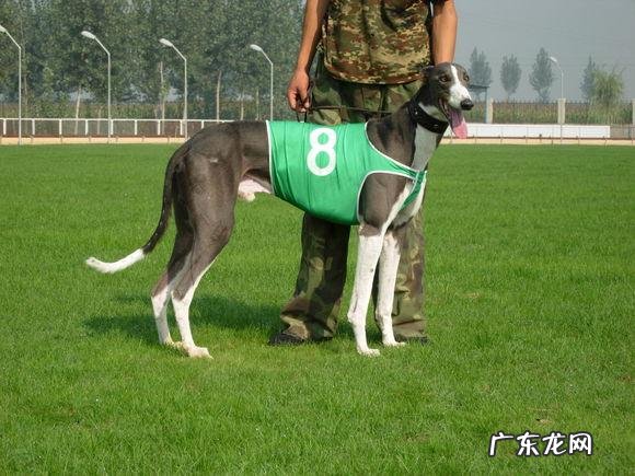 灵缇犬缺点 灵缇狗狗