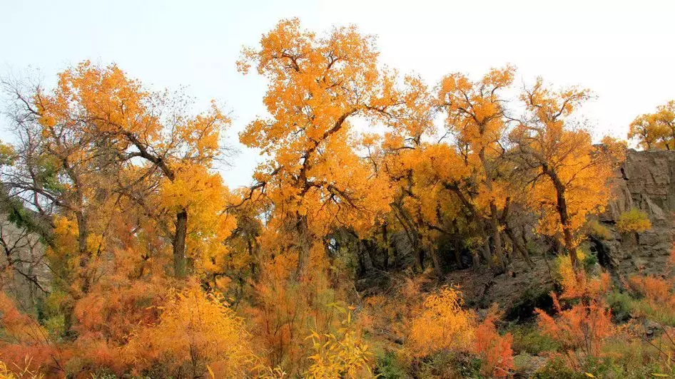 胡杨林主要在什么地方生长 胡杨生长在什么地方