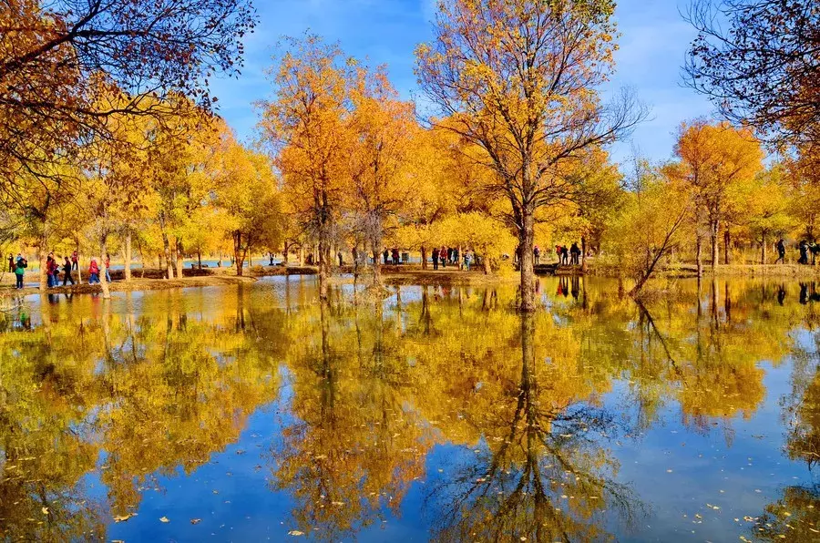 胡杨林主要在什么地方生长 胡杨生长在什么地方