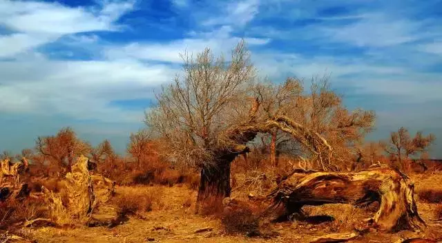 胡杨林主要在什么地方生长 胡杨生长在什么地方