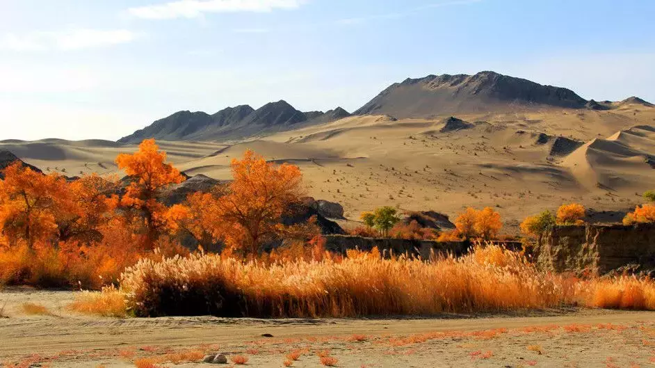 胡杨林主要在什么地方生长 胡杨生长在什么地方