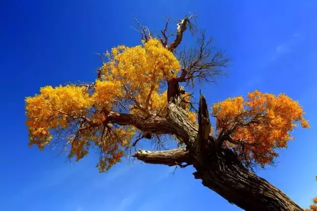 胡杨林主要在什么地方生长 胡杨生长在什么地方