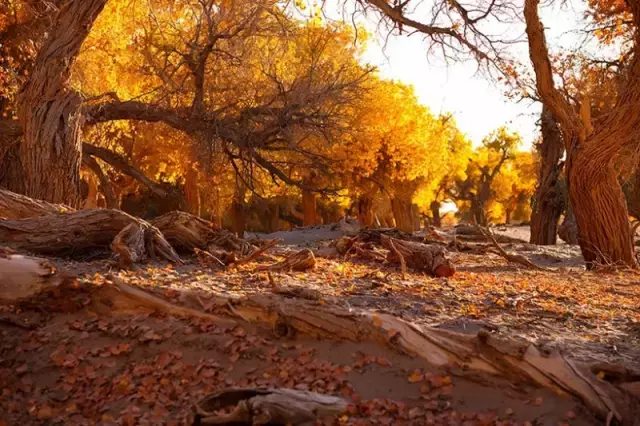 胡杨林主要在什么地方生长 胡杨生长在什么地方