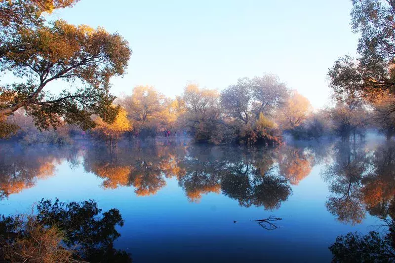 胡杨林主要在什么地方生长 胡杨生长在什么地方
