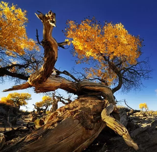 胡杨林主要在什么地方生长 胡杨生长在什么地方