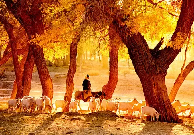 胡杨林主要在什么地方生长 胡杨生长在什么地方