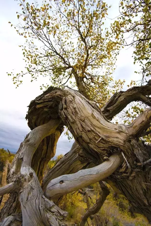 胡杨林主要在什么地方生长 胡杨生长在什么地方