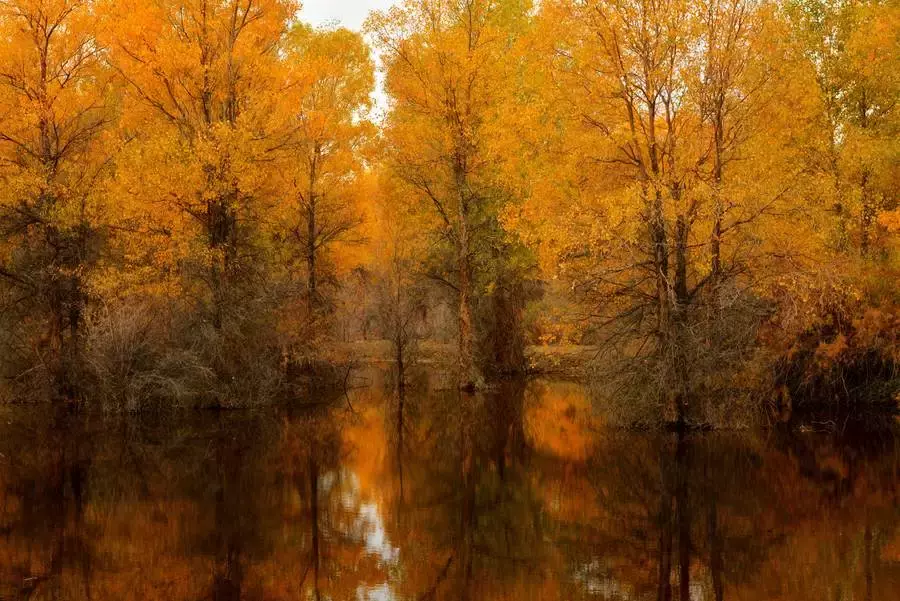 胡杨林主要在什么地方生长 胡杨生长在什么地方