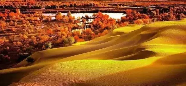 胡杨林主要在什么地方生长 胡杨生长在什么地方