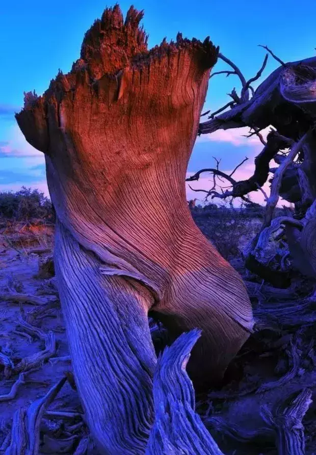 胡杨林主要在什么地方生长 胡杨生长在什么地方