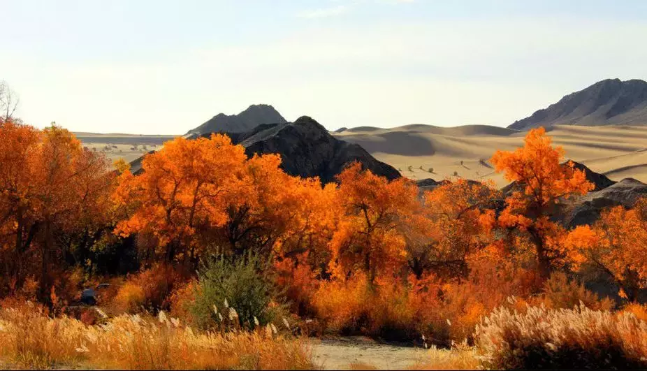 胡杨林主要在什么地方生长 胡杨生长在什么地方