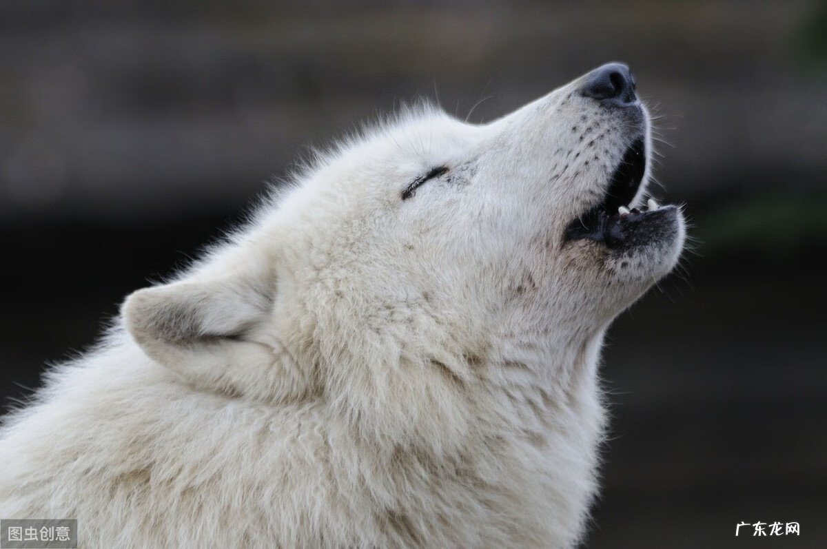 [词典] 声音训练