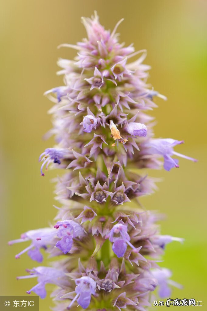 夏枯草有什么功效 夏枯草的作用和功效是什么