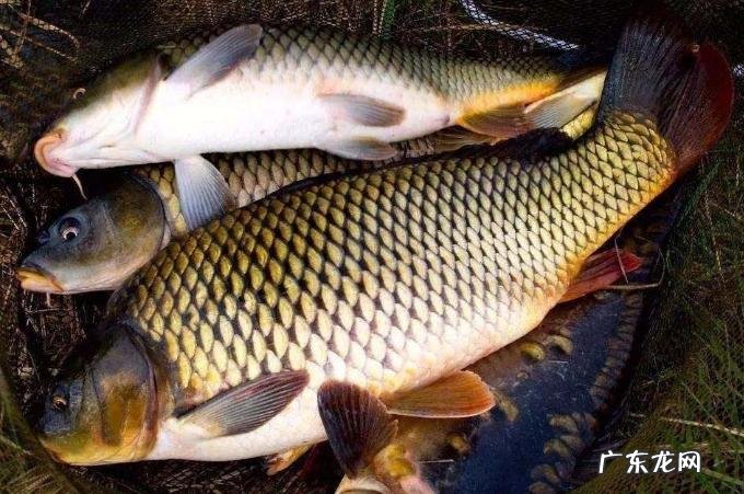 鲤鱼山 鲤鱼地风水 哪个位置好