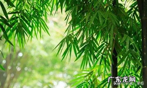 院子里栽山竹风水好吗 有竹子的地方风水好吗