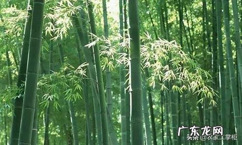 院子里栽山竹风水好吗 有竹子的地方风水好吗