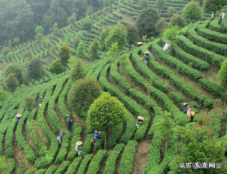 历代螺形地风水 信宜风水地仰天螺