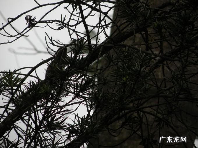 岳飞传武将培养攻略 游戏岳飞传攻略