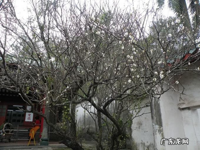 岳飞传武将培养攻略 游戏岳飞传攻略