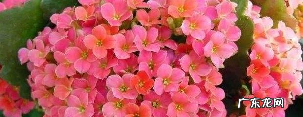 长寿花的养殖方法和注意事项 长寿花的养殖方法和温度