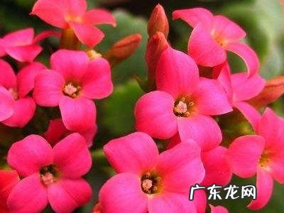 长寿花的养殖方法和注意事项 长寿花的养殖方法和温度