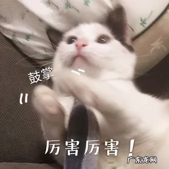 猫来富 猫的名字叫来福