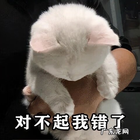 猫来富 猫的名字叫来福