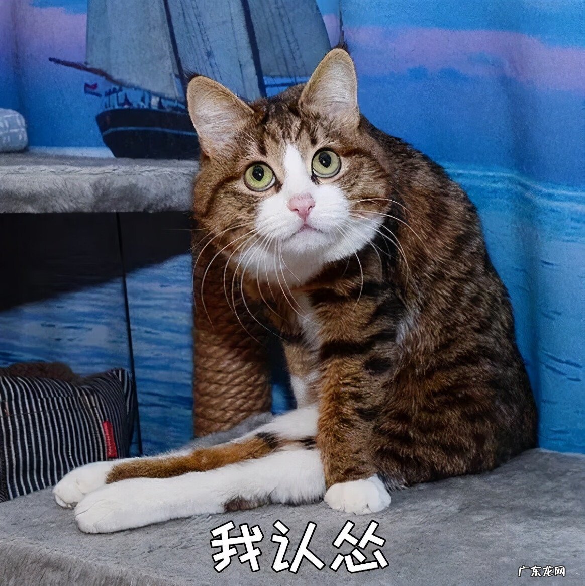 猫来富 猫的名字叫来福