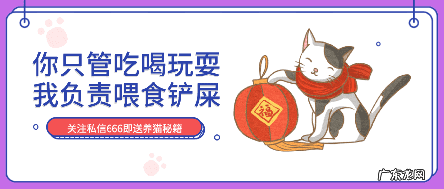 猫来富 猫的名字叫来福