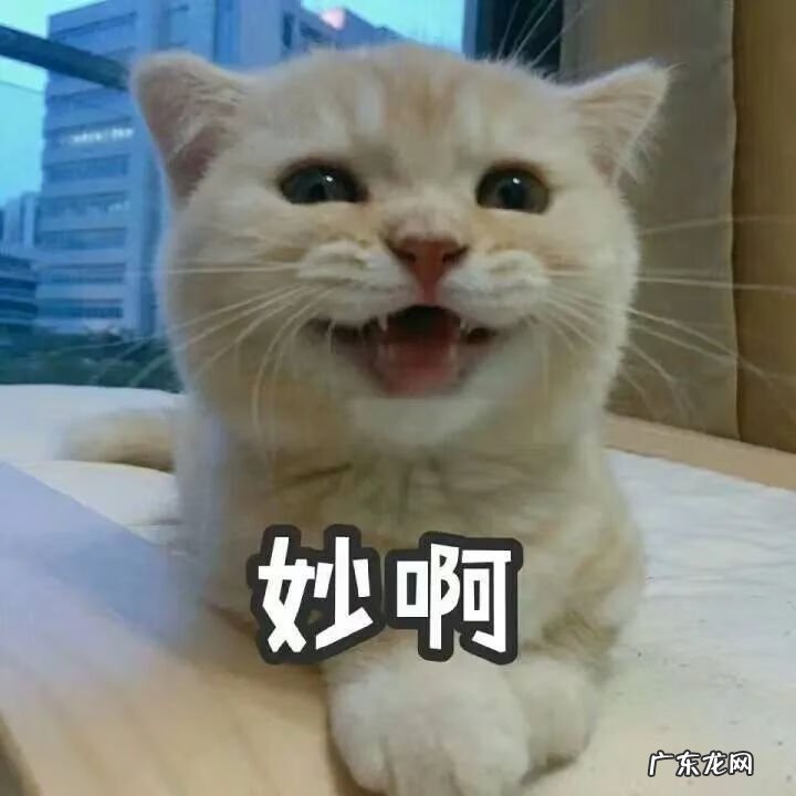 猫来富 猫的名字叫来福