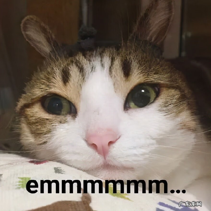 猫来富 猫的名字叫来福