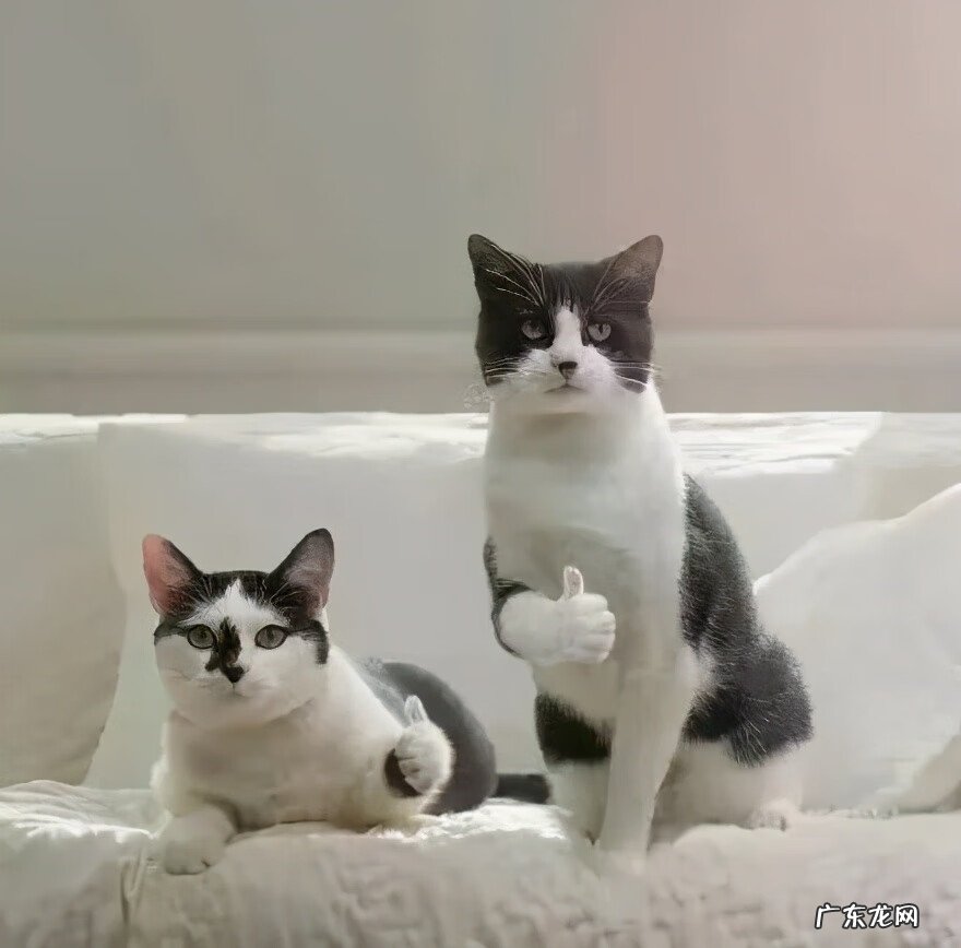 猫来富 猫的名字叫来福