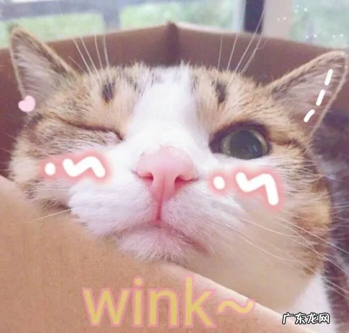 猫来富 猫的名字叫来福