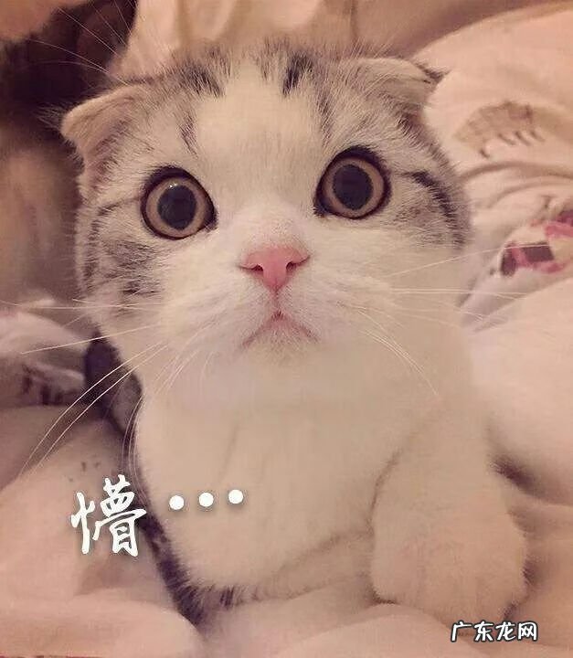 猫来富 猫的名字叫来福