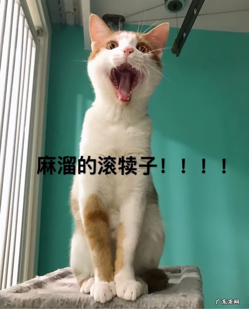 猫来富 猫的名字叫来福