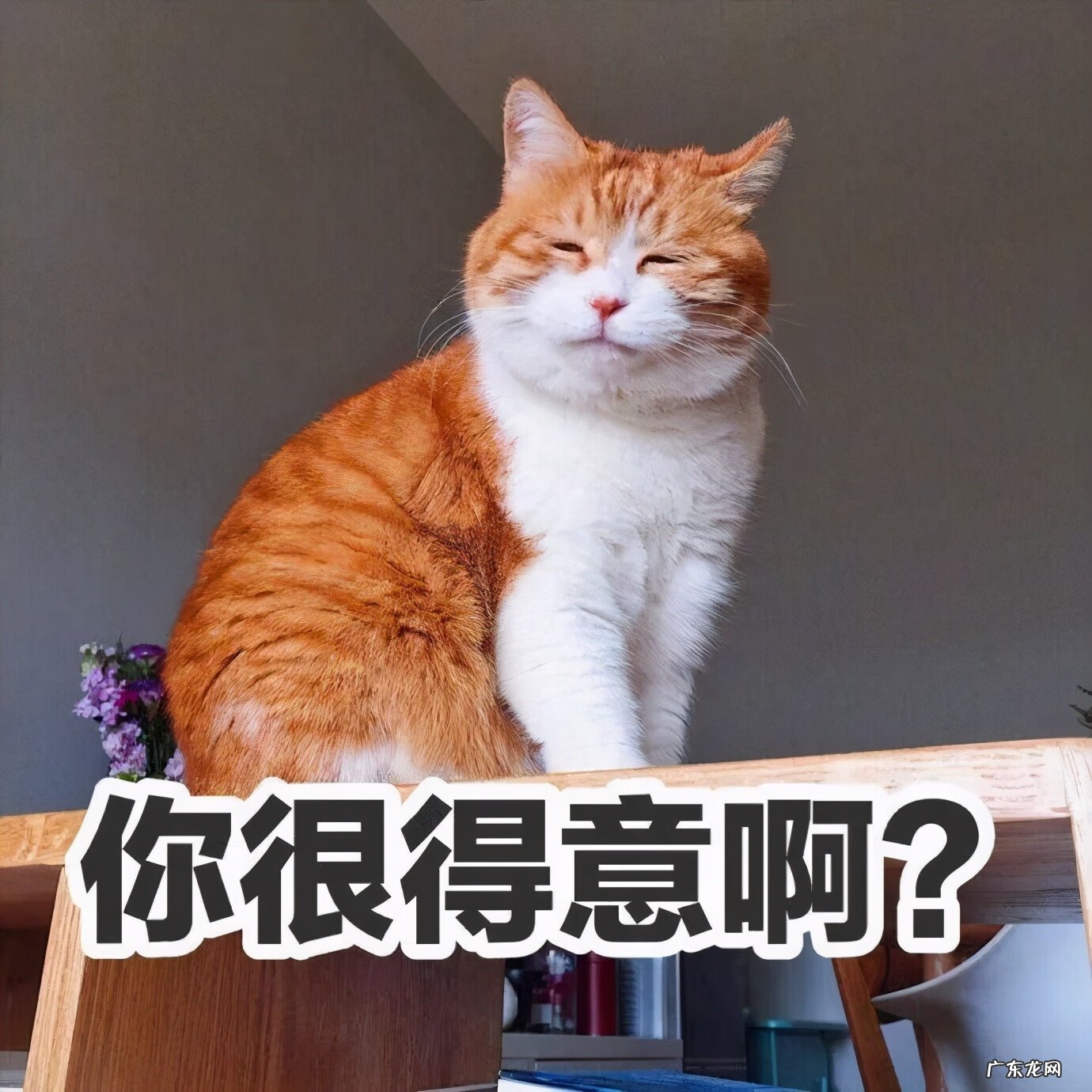 猫来富 猫的名字叫来福