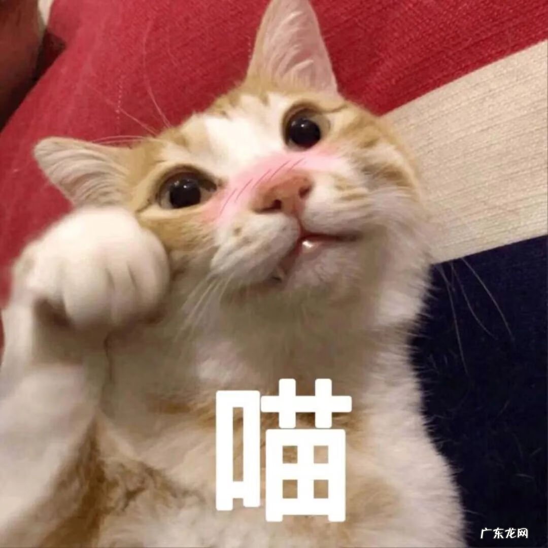 猫来富 猫的名字叫来福