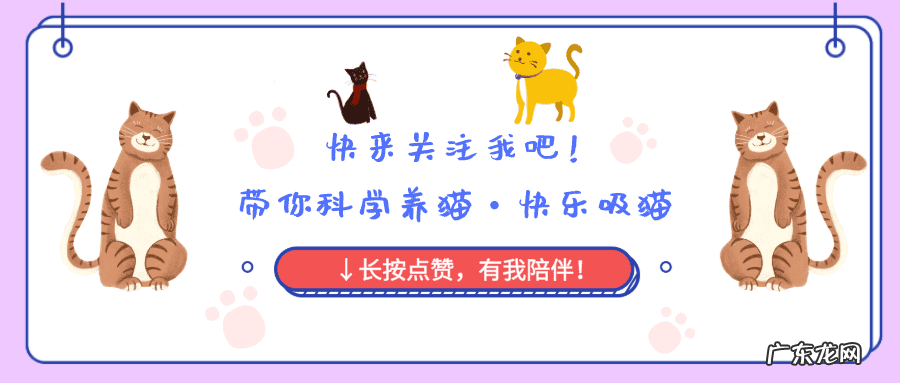 猫来富 猫的名字叫来福