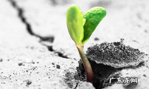 独一无二的二字昵称生僻字 精选500个 独一无二的二字昵称