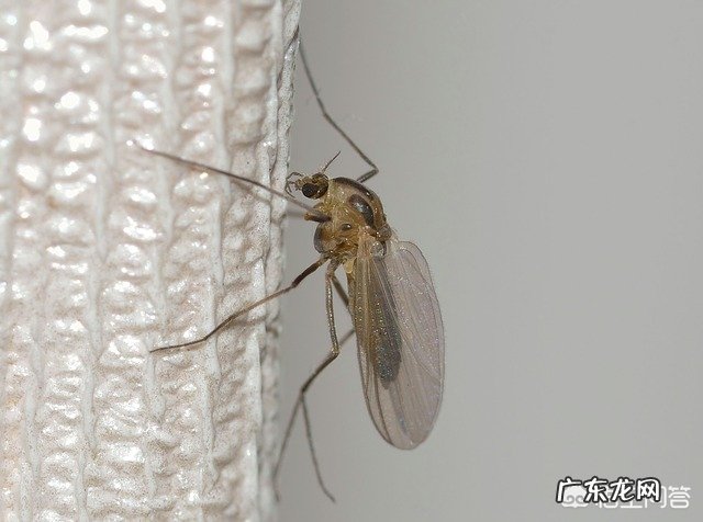 小伙伴们有什么防蚊小妙招吗?还有被蚊子叮咬后,如何消肿?