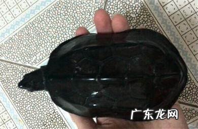 草龟图片 风水乌龟图片