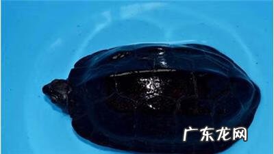 草龟图片 风水乌龟图片