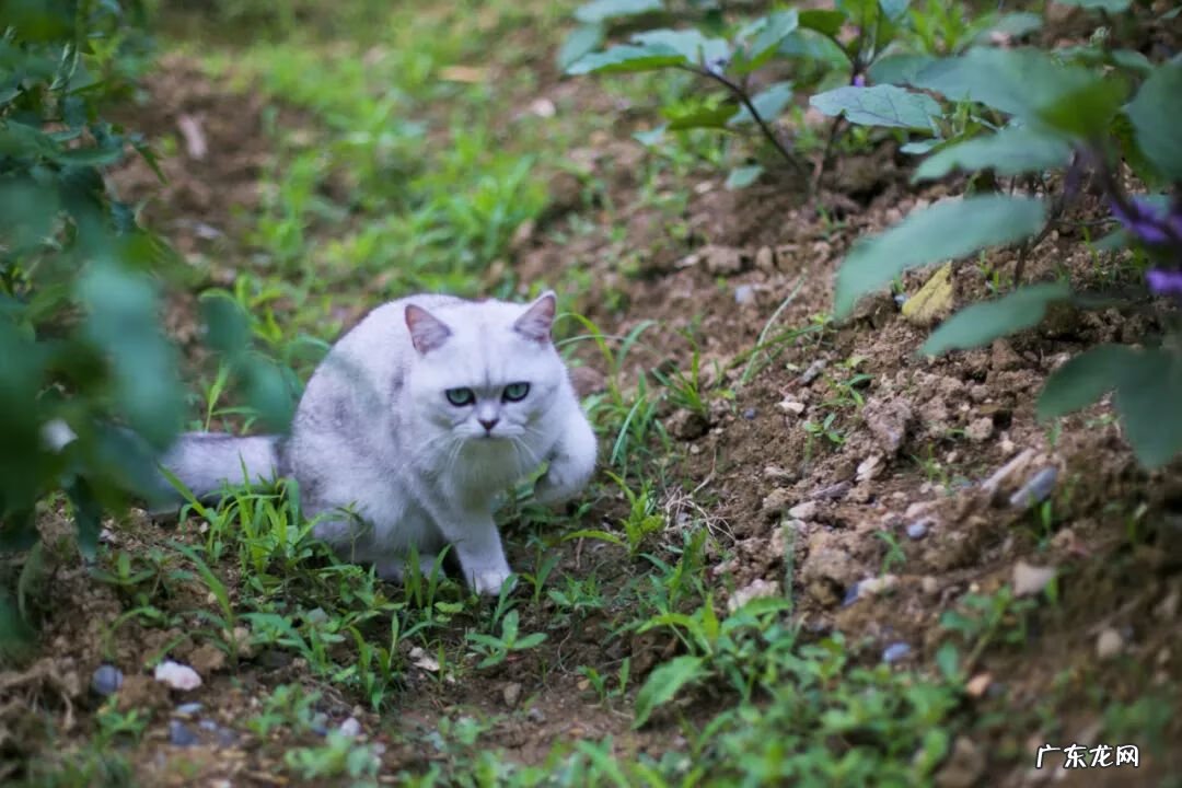 千岛湖有多少岛 隐居千岛湖风水