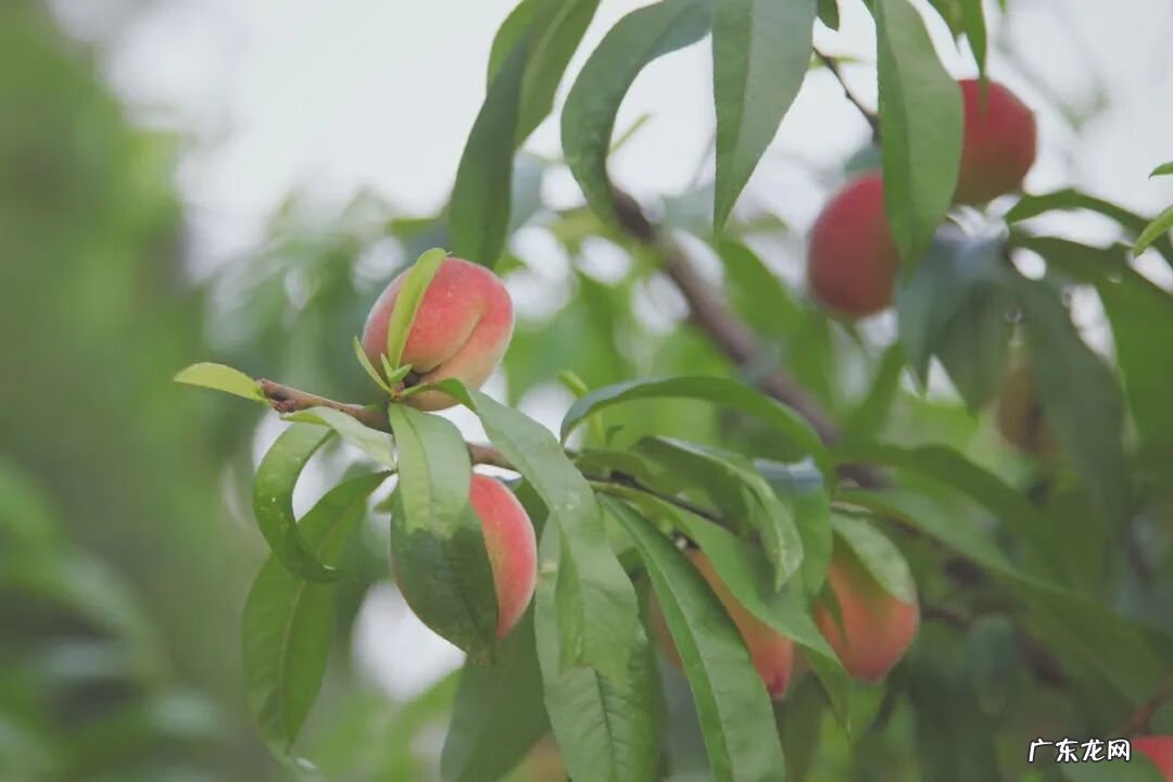 千岛湖有多少岛 隐居千岛湖风水